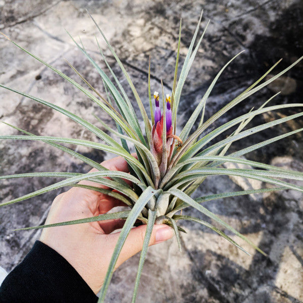 Tillandsia hybrid bloom