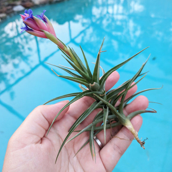 Tillandsia aeranthos bloom