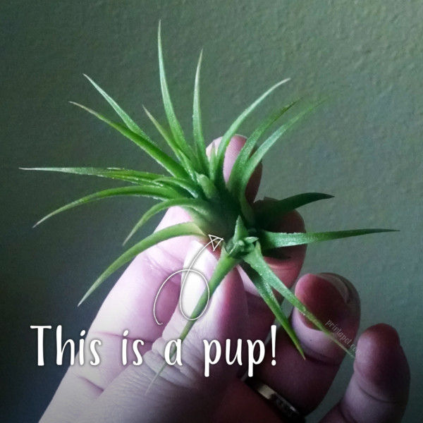 Air Plant Pup