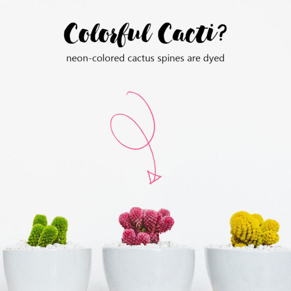 Colorful cacti are dyed