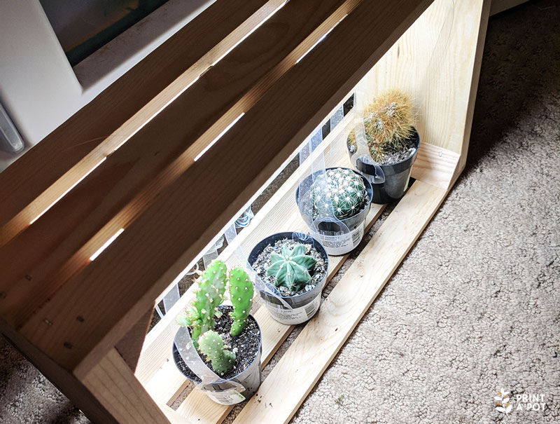 Cacti in DIY LED Light Box