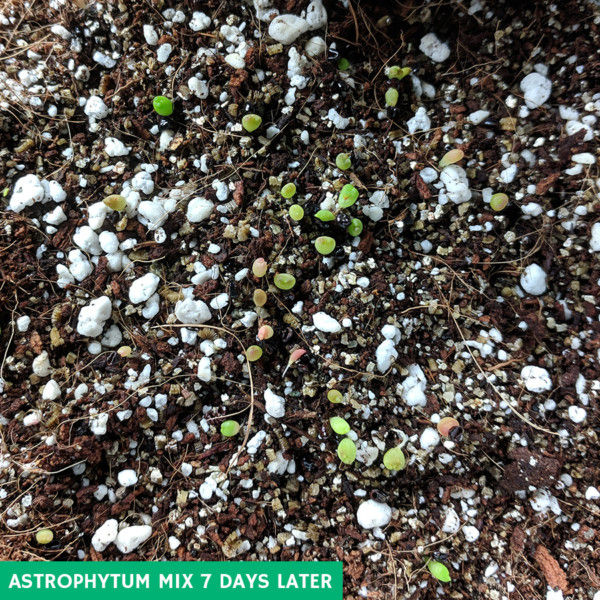 Germinated Astrophytum Mix