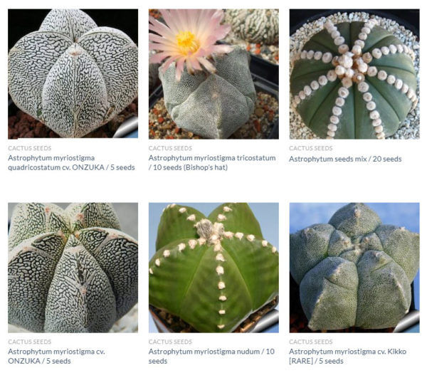 Astrophytum seeds