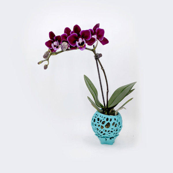 Small DIY Kokedama Set with Holder - Cute Air Plant Holder, Mini Orchid Pot, Mini Orchid Planter, Tiny Succulent Kokedama
