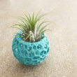 Small DIY Kokedama Set with Holder - Cute Air Plant Holder, Mini Orchid Pot, Mini Orchid Planter, Tiny Succulent Kokedama