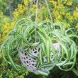 DIY Hanging Planter; Kokedama for Orchids, Succulents, Hanging Plants; DIY Hanging Planter; Orchid Pot; Unique Hanging Pot