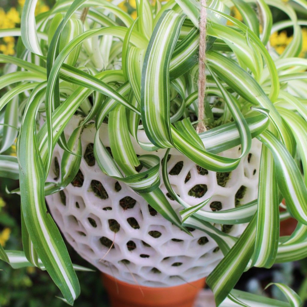 Hanging Orchid Pot with Holes Print A Pot