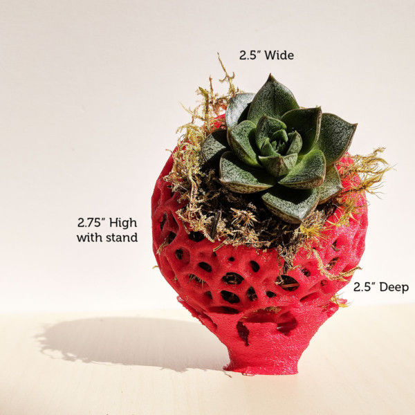 Small DIY Kokedama Set with Holder - Cute Air Plant Holder, Mini Orchid Pot, Mini Orchid Planter, Tiny Succulent Kokedama