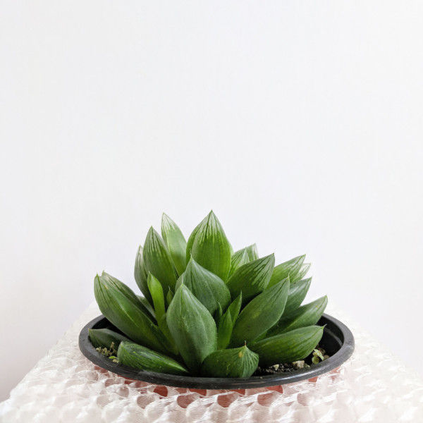 Medium Cubelia - Modern Cube Pot, Geometric 4" Succulents Pot, Minimalist Succulent Planter, Square Pot, Orchid Planter, Unique Orchid Pot