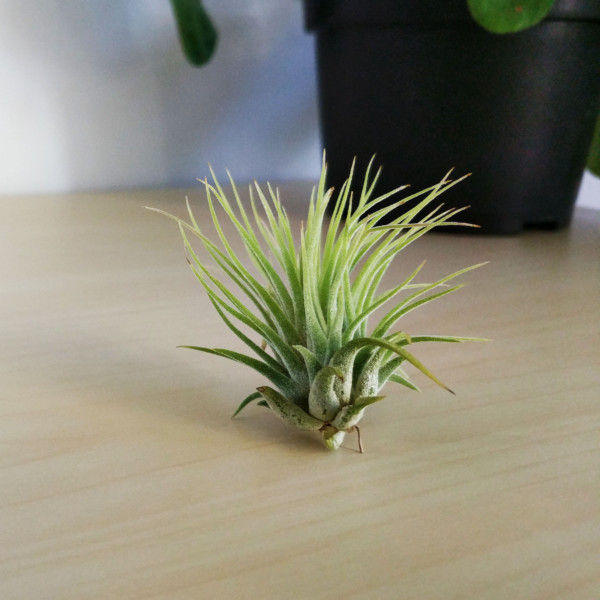 Tillandsia Ionantha Air Plant, Airplant, Tillandsia Garden, Air Plant Garden, Air Plant Care, Tillandsia Care, Small Airplant