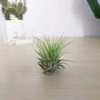 Tillandsia Ionantha Air Plant, Airplant, Tillandsia Garden, Air Plant Garden, Air Plant Care, Tillandsia Care, Small Airplant