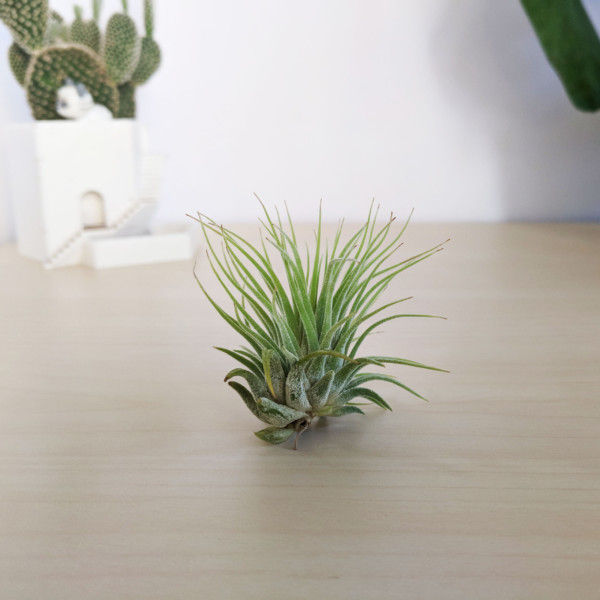 Tillandsia Ionantha Air Plant, Airplant, Tillandsia Garden, Air Plant Garden, Air Plant Care, Tillandsia Care, Small Airplant