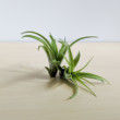 Abdita Brachycaulos Air Plant, Green Air Plant, Air Plant Decor, Air Plant Garden