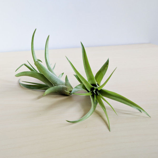 Abdita Brachycaulos Air Plant, Green Air Plant, Air Plant Decor, Air Plant Garden