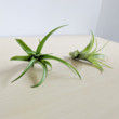 Abdita Brachycaulos Air Plant, Green Air Plant, Air Plant Decor, Air Plant Garden