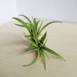 Abdita Brachycaulos Air Plant, Green Air Plant, Air Plant Decor, Air Plant Garden