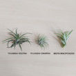 Waterfall Air Plant Holder Business Card Holder - Customizable, Air Plant Desk, Air Planter, Plant Office Gift, Personalized Office Decor