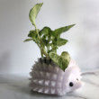 Large Hedgehog Planter for 3.25" Plants, Hedgehog Gifts, Animal Planter, Succulent Planter, Cactus Planter, Air Plant Holder