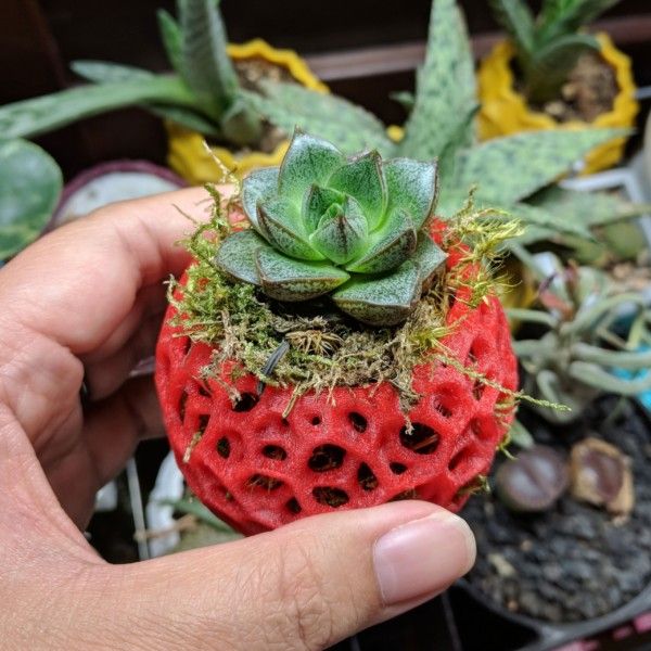 DIY Kokedama, Hanging Planter, Orchid Pot, Air Plant Holder, Moss Ball, Voronoi Hanging Planter, Jellyfish, Moss Planter, Bonsai Pot