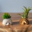 Single Mini Hedgehog Planter, Mini Hedgehog Pot, Tiny Succulent Planter, Tiny Hedgehog Air Planter
