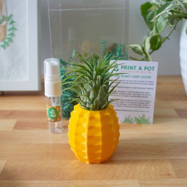 Pineapple Pot Gift Box with Air Plant & Misting Bottle, Air Plant Gift Box, Best Friends Gift, Cheer Up Gift, BFF Gift for Her