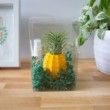 Pineapple Pot Gift Box with Air Plant & Misting Bottle, Air Plant Gift Box, Best Friends Gift, Cheer Up Gift, BFF Gift for Her