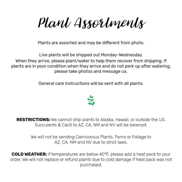 1" Mini Succulent Plant Assortment, Fairy Garden Succulents, Succulents for Fairy Garden Terrariums