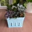 Berry Carton Planter