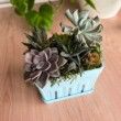 Succulent Berry Box Planter