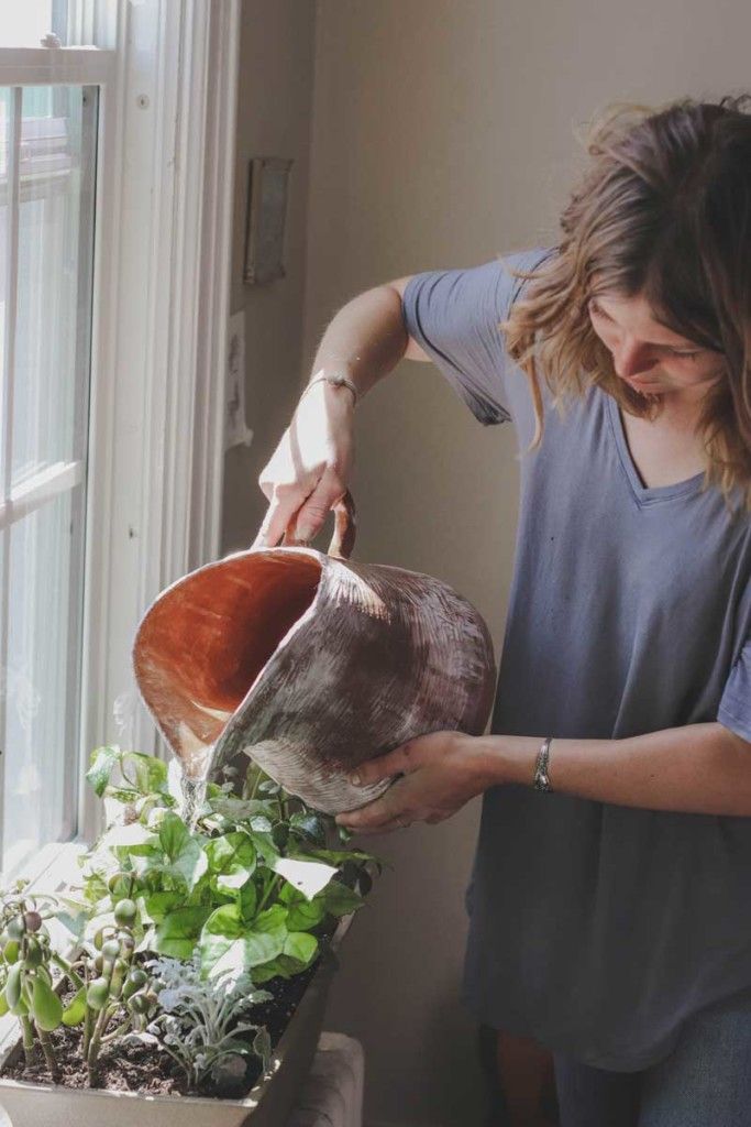 Watering an indoor herb garden