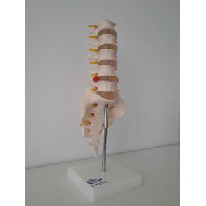 Modelo Anatómico Pelvis con Sacro: sacro con coxis y 5 vertebras lumbares