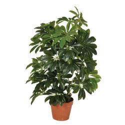Catral | Planta Artificial Cheflera 65 Cm | Plantas Artificiales Realistas | Decoración Para Hogar Y Oficina | Planta Artificial Grande | Perfecta Para Ambientes Modernos