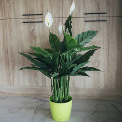 Nortene | Planta Artificial Vela Del Viento 105 Cm Nortene | Plantas Artificiales Realistas | Decoración Para Hogar Y Oficina | Planta Artificial Grande | Perfecta Para Ambientes Modernos