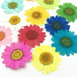 12 Uds. De flores secas de tamaño Mini, flor Natural prensada, resina epoxi, artesanía de uñas, herramientas de decoración para teléfono DIY, decoración del hogar