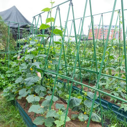 Juegos de 21 y 36 piezas de estacas duraderas para plantas trepadoras de jardín - adecuadas para postes de soporte para plantas trepadoras - esenciales para exteriores