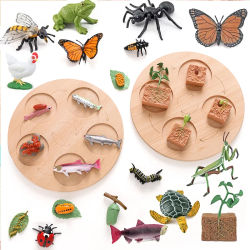 Tablero de ciclo de vida Animal, juguetes para niños, material didáctico Montessori, conjunto de modelo de ciclo de crecimiento de plantas, juguetes cognitivos preescolares