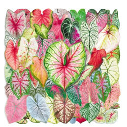50 Pegatinas de Hojas Verdes de Plantas, Caladium Colorido, Estéticas, Transparentes, para Decoración, Suministros para Scrapbooking