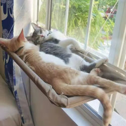 Nueva Hamaca para Gatos con Capacidad de 20 kg, Asiento para Ventana con Vista al Sol, Cama Colgante Cómoda, Marco para Trepar para Gatitos, Muebles para Mascotas