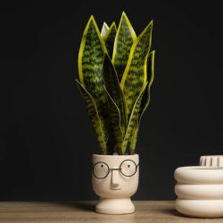 Plantas suculentas artificiales de 32/37cm, Sansevieria falsas, piel de tigre para interiores, planta de serpiente sintética Tropical, decoración del hogar para oficina, Hotel y balcón