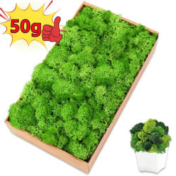Nuevas plantas verdes artificiales de 50/30/10g, hierba de musgo de vida eterna, decoración del jardín del hogar, Mini paisaje, flores falsas, manualidades DIY, regalos