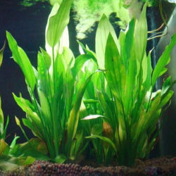 Plantas artificiales para decoración de acuario, adorno de malezas de agua, planta acuática, accesorios de decoración de césped para pecera, 15cm