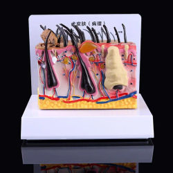 Canine Dog Skin with Flea Bite Model Anatomical Anatomy Display Teaching Study