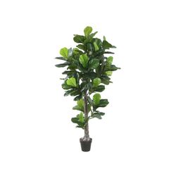 Violinfigen Green