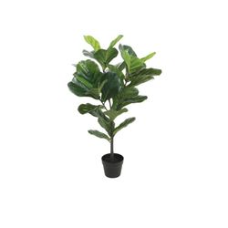 Violinfigen Green