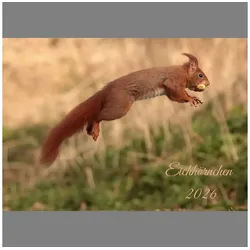 raxxa Wandkalender Eichhörnchen 2026 - quer