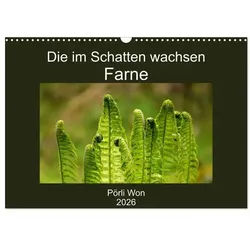 CALVENDO Wandkalender Die im Schatten wachsen - Farne (Wandkalender 2026 DIN A3 quer),...