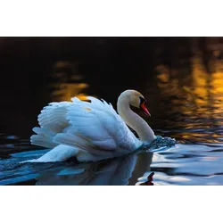 Papermoon Fototapete Schwan im Wasser bunt 5 m x 2,8 m