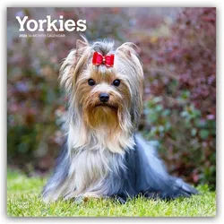 Tierkalender Yorkshire Terriers – Yorkshire Terrier – Yorkies 2026 – 16-Monatskalen weiß