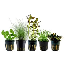 Aquaone Wasserpflanze Pflanzen Set mit 5 Einsteiger Wasserpflanzen Nr.220