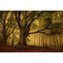 Fototapete PAPERMOON "Photo-Art PIET HAAKSMA, ALTER BAUM", bunt, B:3,5m L:2,6m, Vlies, Tapeten